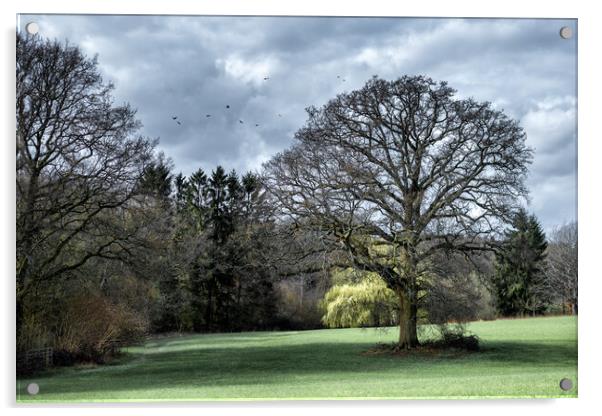 Oak Tree in a Field Acrylic by Mark Jones