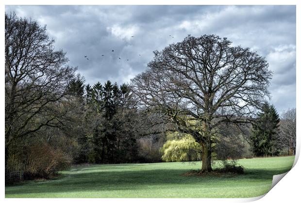 Oak Tree in a Field Print by Mark Jones