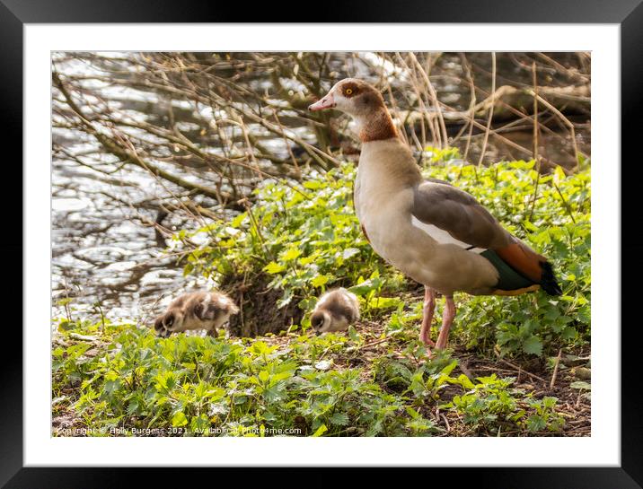 Sacred Egyptian Geese: A Glimpse Into Nature's Art Framed Mounted Print by Holly Burgess