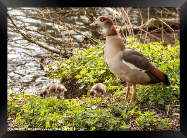 Sacred Egyptian Geese: A Glimpse Into Nature's Art Framed Print by Holly Burgess