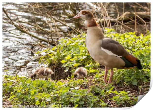 Sacred Egyptian Geese: A Glimpse Into Nature's Art Print by Holly Burgess