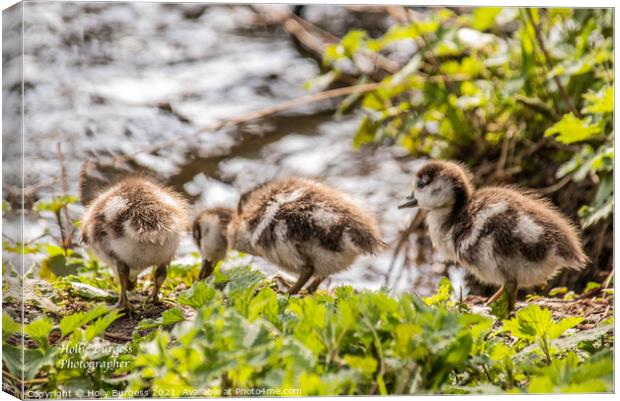 Egyptian Goslings on the bank of the river  Canvas Print by Holly Burgess