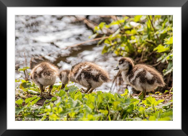 Egyptian Goslings on the bank of the river  Framed Mounted Print by Holly Burgess
