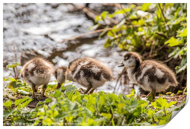 Egyptian Goslings on the bank of the river  Print by Holly Burgess