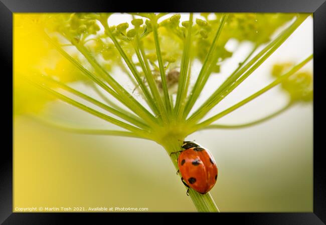 Into the lair. ladybird on fennel stem Framed Print by Martin Tosh