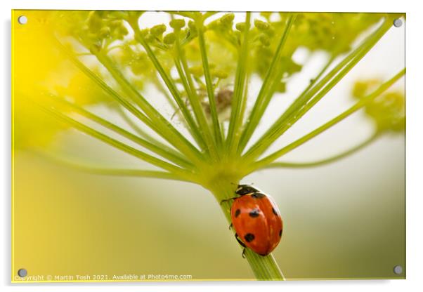Into the lair. ladybird on fennel stem Acrylic by Martin Tosh