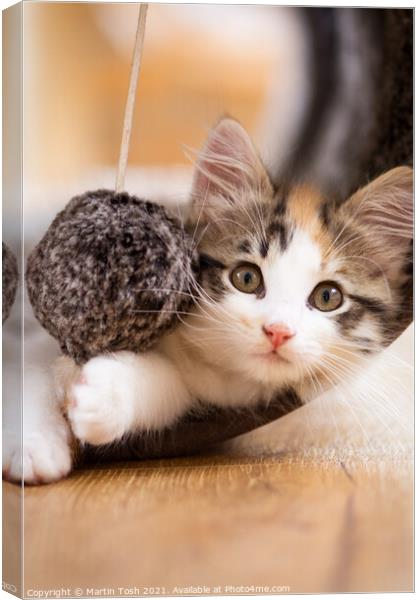 Kitten close up, with eye contact Canvas Print by Martin Tosh