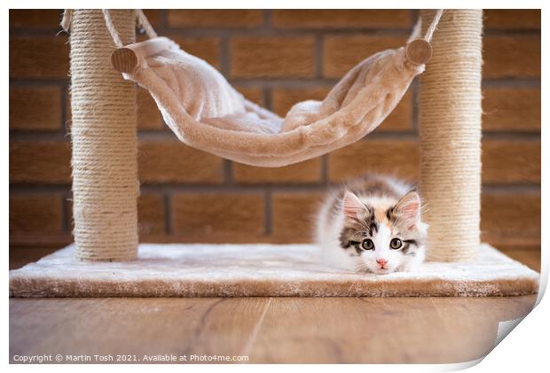 Calico kitten under cat hammock Print by Martin Tosh