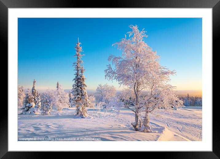 snow and frost covered trees, Lapland, Finland Framed Mounted Print by Dave Collins