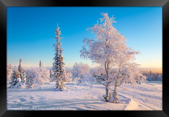 snow and frost covered trees, Lapland, Finland Framed Print by Dave Collins