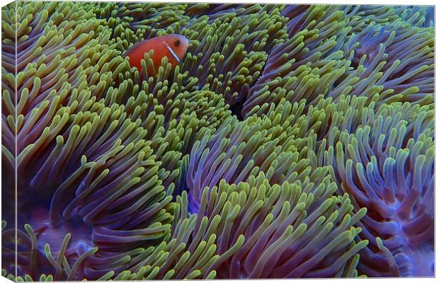 Clown fish hiding in soft coral Canvas Print by mark humpage
