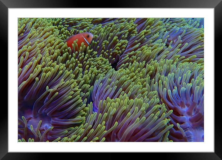 Clown fish hiding in soft coral Framed Mounted Print by mark humpage