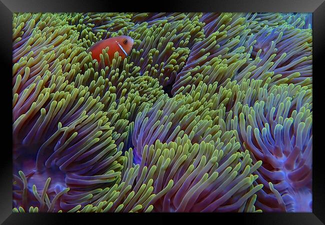 Clown fish hiding in soft coral Framed Print by mark humpage