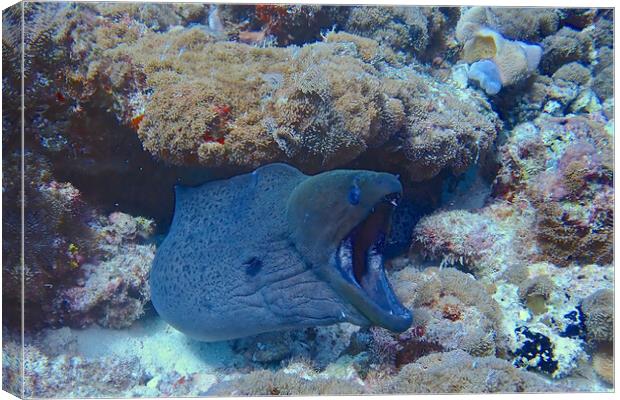 Moral eel with mouth open underwater Canvas Print by mark humpage
