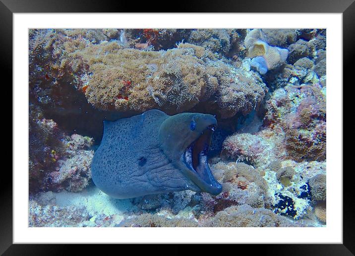 Moral eel with mouth open underwater Framed Mounted Print by mark humpage