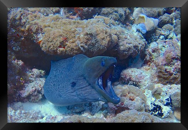 Moral eel with mouth open underwater Framed Print by mark humpage
