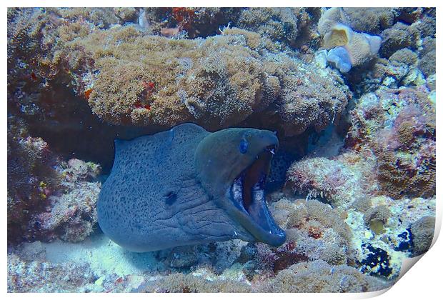 Moral eel with mouth open underwater Print by mark humpage