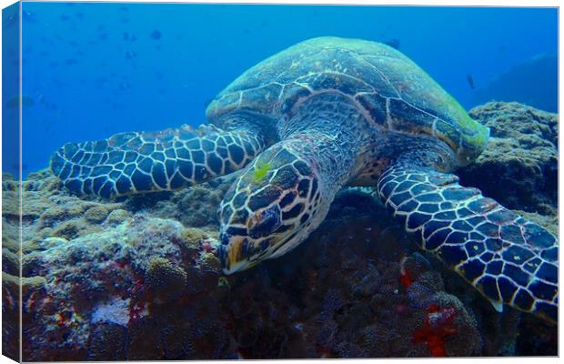 Green turtle underwater in coral reef Canvas Print by mark humpage