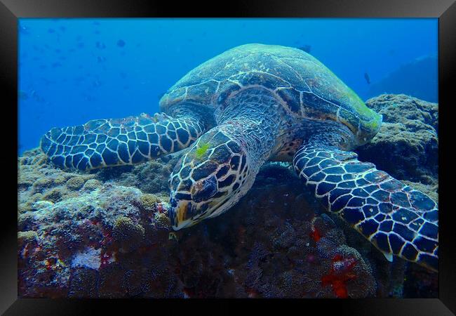 Green turtle underwater in coral reef Framed Print by mark humpage