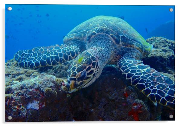 Green turtle underwater in coral reef Acrylic by mark humpage