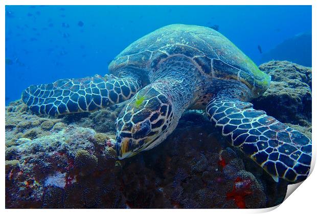 Green turtle underwater in coral reef Print by mark humpage