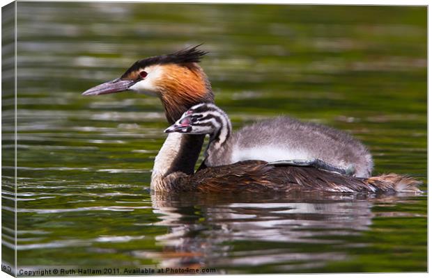 Great Crested Grebe Canvas Print by Ruth Hallam
