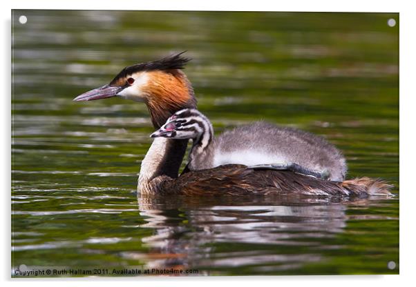 Great Crested Grebe Acrylic by Ruth Hallam