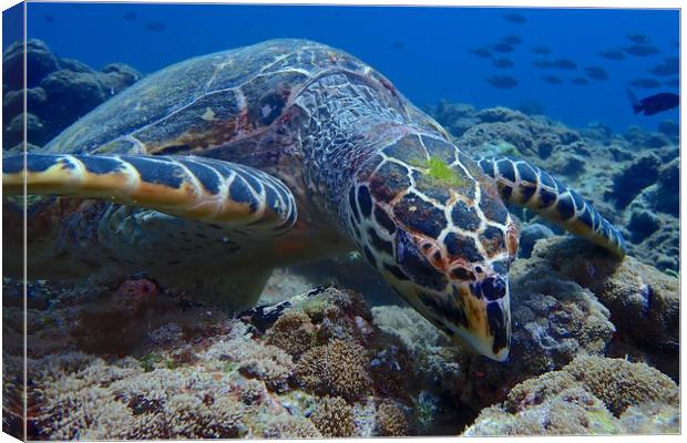 Green turtle close up underwater  Canvas Print by mark humpage