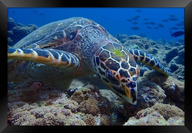 Green turtle close up underwater  Framed Print by mark humpage
