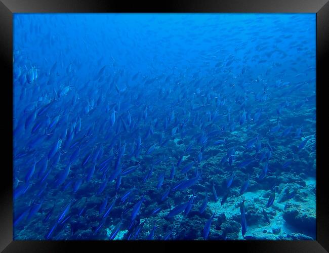 School of fish underwater in Maldives Framed Print by mark humpage