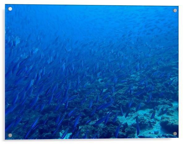 School of fish underwater in Maldives Acrylic by mark humpage