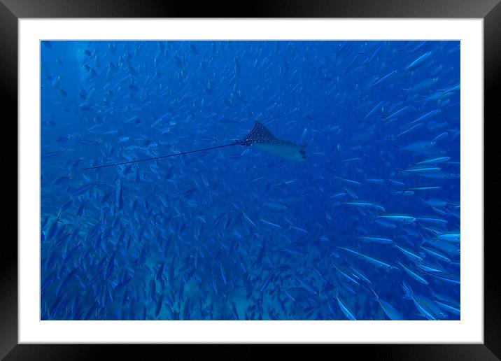 Fish and Eagle Ray underwater in Maldives Framed Mounted Print by mark humpage