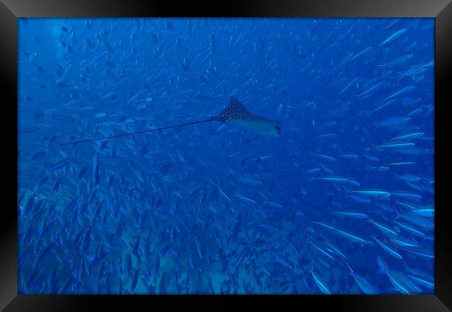 Fish and Eagle Ray underwater in Maldives Framed Print by mark humpage