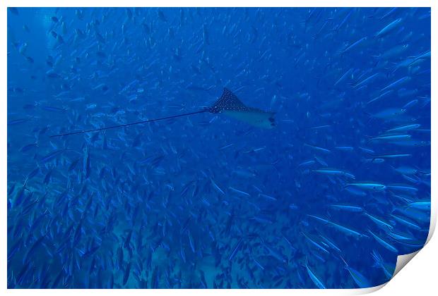 Fish and Eagle Ray underwater in Maldives Print by mark humpage