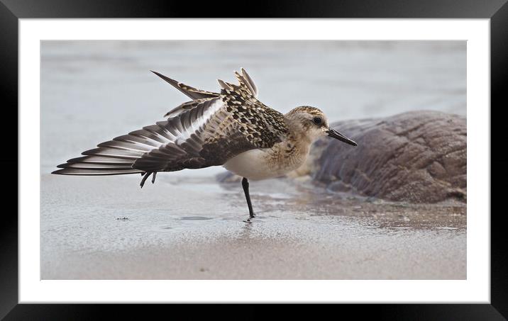 Seagull standing on sandy beach in Brixham Framed Mounted Print by mark humpage