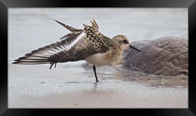 Seagull standing on sandy beach in Brixham Framed Print by mark humpage