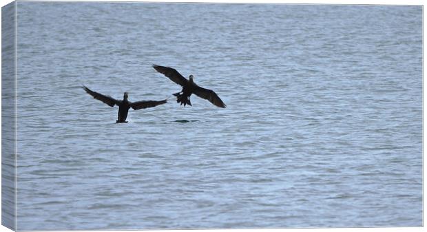Cormorant birds landing on water in Brixham  Canvas Print by mark humpage