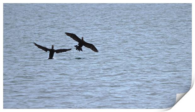 Cormorant birds landing on water in Brixham  Print by mark humpage