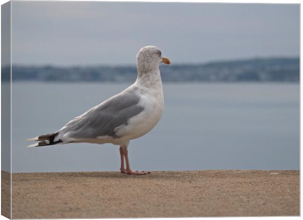 Seagull standing on wall looking over Brixham Canvas Print by mark humpage