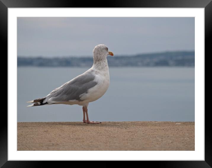 Seagull standing on wall looking over Brixham Framed Mounted Print by mark humpage