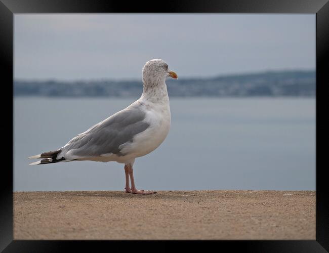 Seagull standing on wall looking over Brixham Framed Print by mark humpage