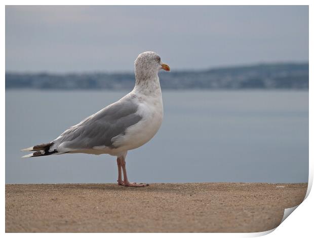 Seagull standing on wall looking over Brixham Print by mark humpage