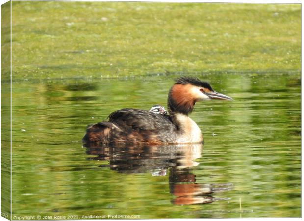 Great Crested Grebe with tiny chick riding on it's back Canvas Print by Joan Rosie