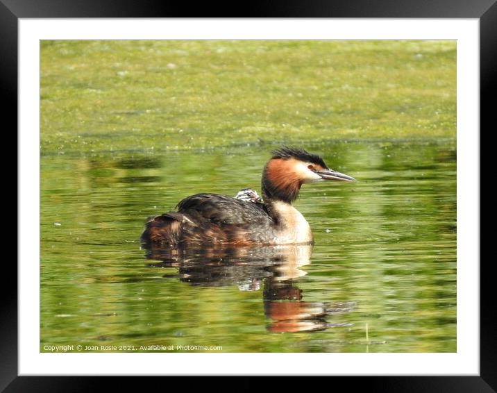 Great Crested Grebe with tiny chick riding on it's back Framed Mounted Print by Joan Rosie