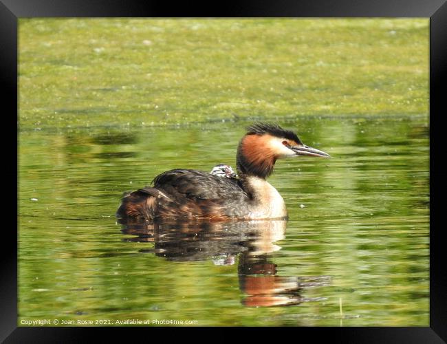 Great Crested Grebe with tiny chick riding on it's back Framed Print by Joan Rosie
