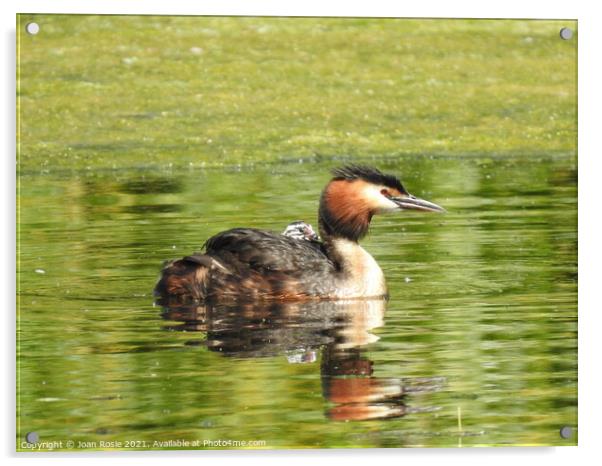 Great Crested Grebe with tiny chick riding on it's back Acrylic by Joan Rosie