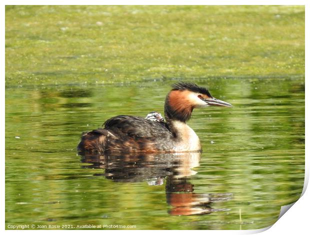Great Crested Grebe with tiny chick riding on it's back Print by Joan Rosie