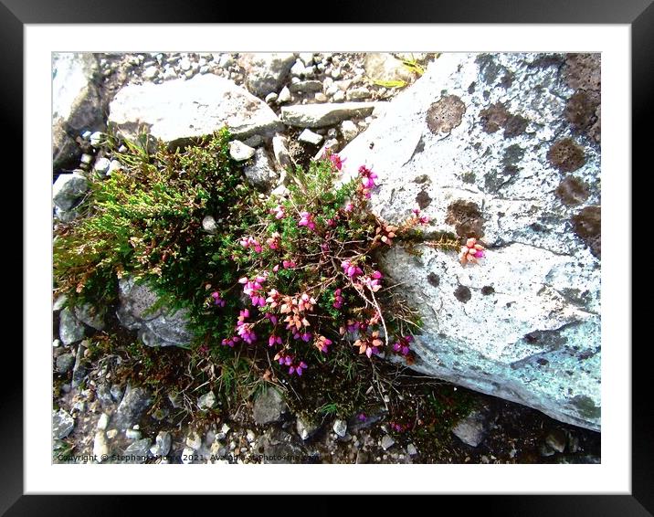 Heather on the rocks Framed Mounted Print by Stephanie Moore