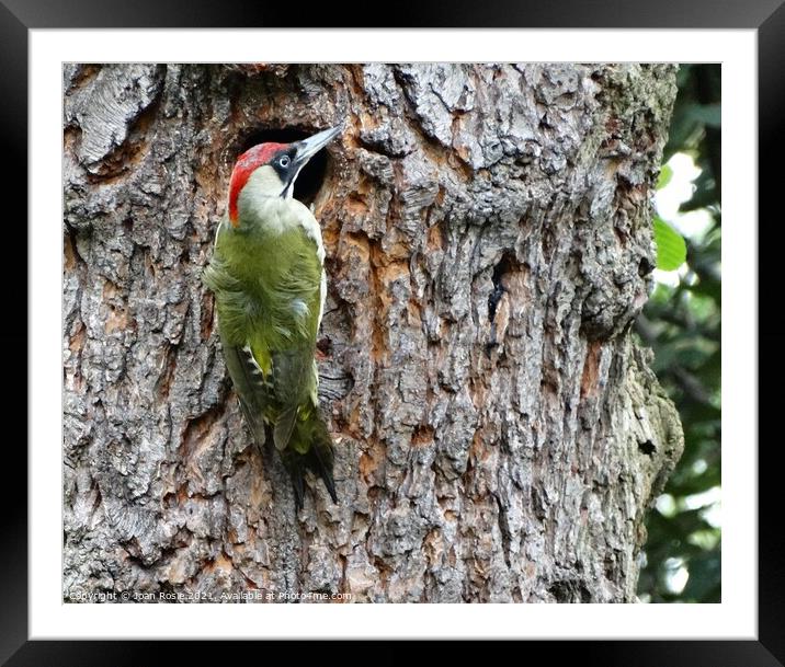 Female Green Woodpecker holding on to edge of nest Framed Mounted Print by Joan Rosie