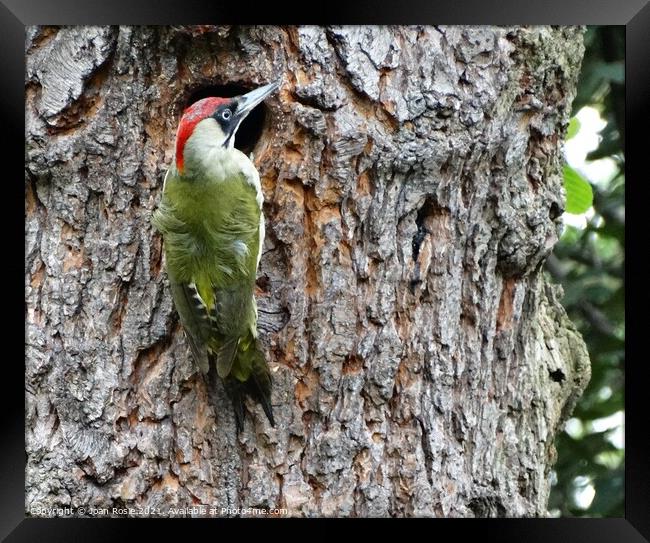 Female Green Woodpecker holding on to edge of nest Framed Print by Joan Rosie